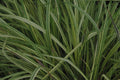 Molinia caerulea 'Variegata'