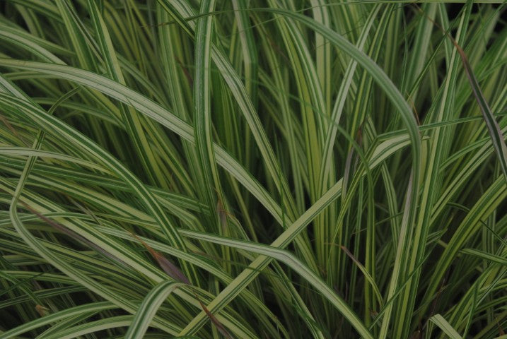 Molinia caerulea 'Variegata'