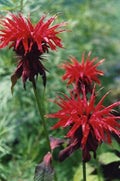 Monarda Cambridge Scarlet'