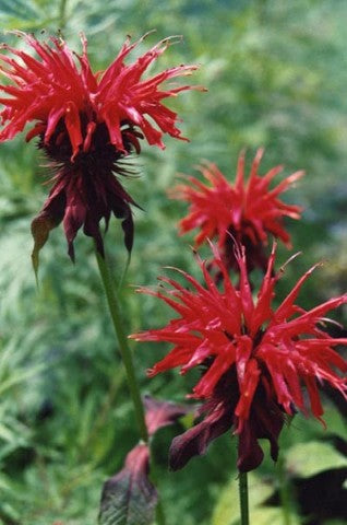 Monarda Cambridge Scarlet'