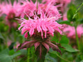Monarda Croftway Pink'