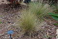 Muhlenbergia capillaris