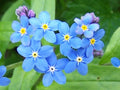 Myosotis palustris