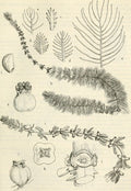 Myriophyllum verticillatum