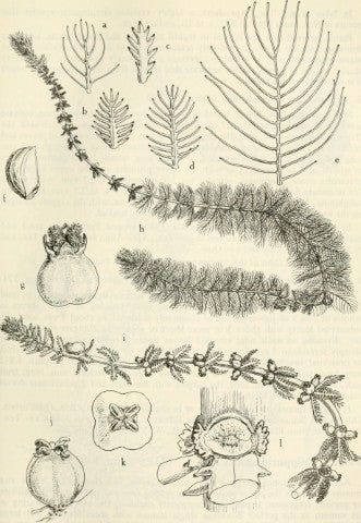 Myriophyllum verticillatum