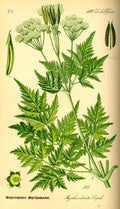 Myrrhis odorata