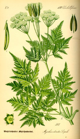 Myrrhis odorata