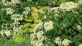 Nepeta Six Hills Giant'