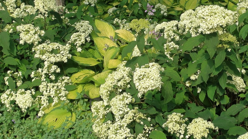 Nepeta Six Hills Giant'