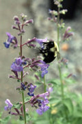 Nepeta Walker's Low'