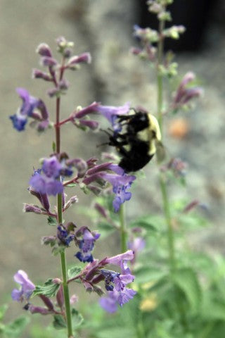 Nepeta Walker's Low'