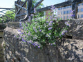 Nepeta faassenii