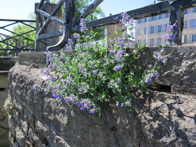 Nepeta faassenii
