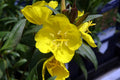 Oenothera fruticosa glauca