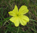 Oenothera macrocarpa