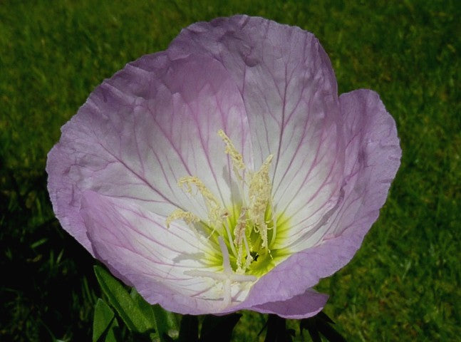 Oenothera speciosa 'Siskiyou'
