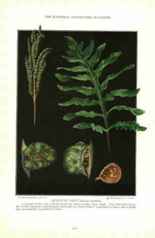 Onoclea sensibilis