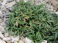 Ophiopogon japonicus 'Minor'