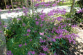 Origanum Rosenkuppel'
