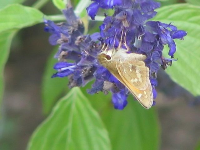 Origanum laevigatum 'Herrenhausen'