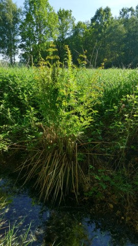 Osmunda regalis