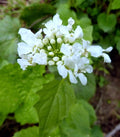 Pachyphragma macrophyllum
