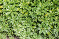 Pachysandra terminalis 'Green Carpet'