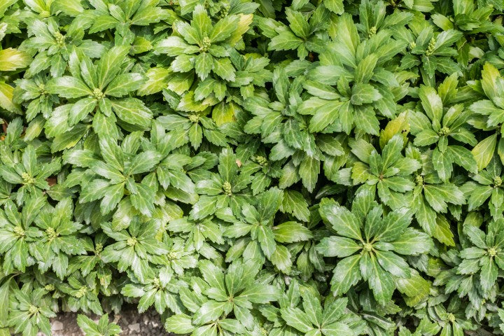 Pachysandra terminalis 'Green Carpet'