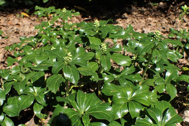 Pachysandra terminalis 'Green Sheen