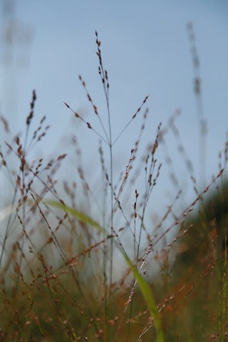 Panicum virgatum 'Heavy Metal'