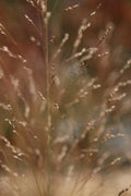 Panicum virgatum 'Northwind'