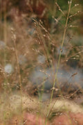 Panicum virgatum 'Prairie Sky'
