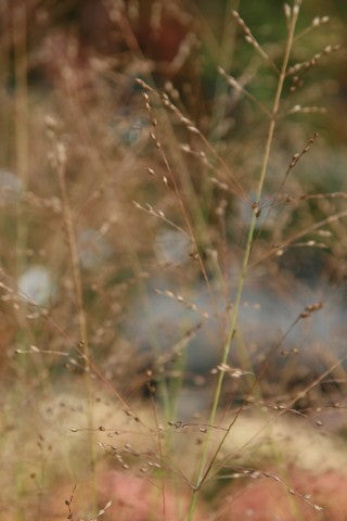 Panicum virgatum 'Prairie Sky'
