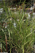 Panicum virgatum 'Rotstrahlbusch'
