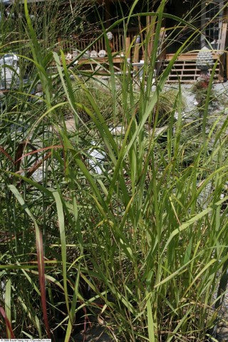 Panicum virgatum 'Rotstrahlbusch'