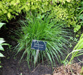 Pennisetum macrourum