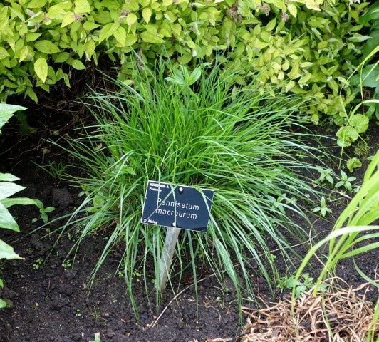 Pennisetum macrourum