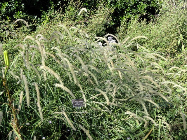 Pennisetum orientale