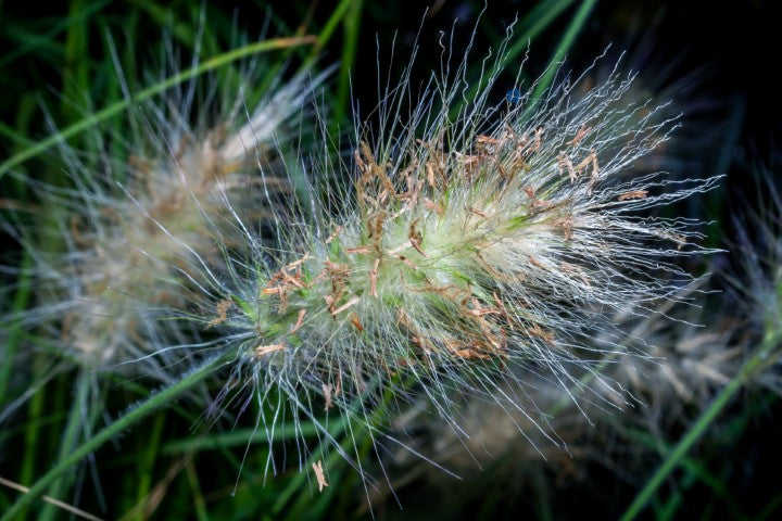 Pennisetum villosum