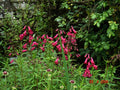Penstemon Garnet'
