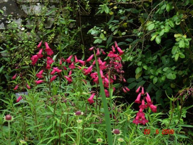 Penstemon Garnet'