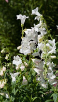 Penstemon White Bedder'