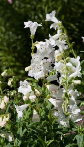 Penstemon White Bedder'