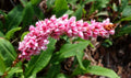 Persicaria affines 'Superba'