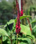 Persicaria amplexicaulis 'Blackfield'