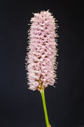 Persicaria bistorta