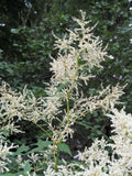 Persicaria polymorpha