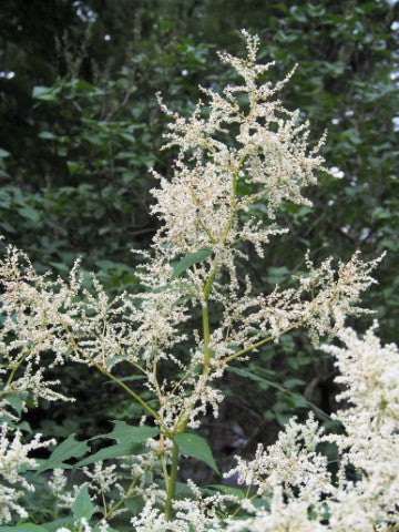 Persicaria polymorpha