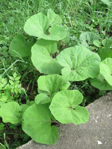 Petasites hybridus