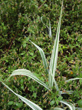 Phalaris arundinacea 'Picta'